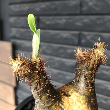 packypodium  gracilius《小さめM size》希少二頭枝※現地球発根済株※店主国内管理2年株※かわいすぎる二頭枝‼︎成長楽しみなサイズ感＆ぼってり株※mad black pot植え