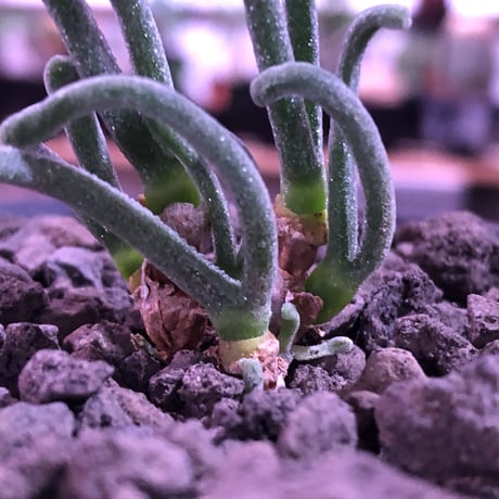 monilaria   pisiformis《SS  size》※現地球発根済株※モニラリア属　（最上位激希少種）※冬型caudex‼︎   ※mad black bowl pot植え