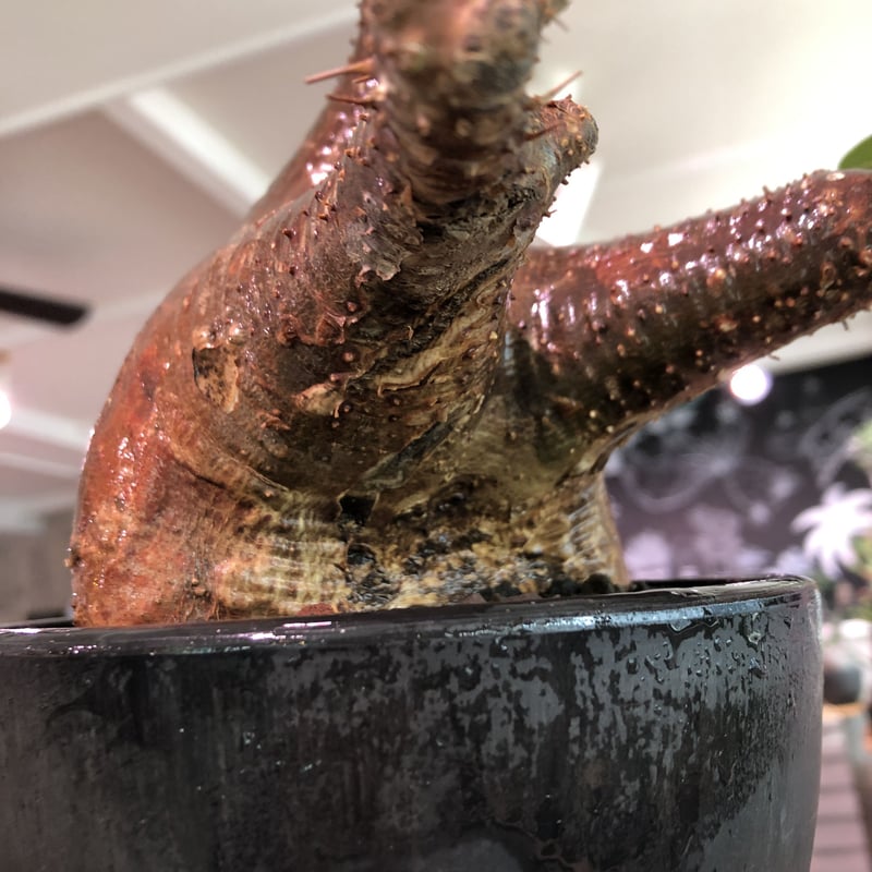 packypodium makayense《L size》驚愕赤肌‼︎※現地球発根済株‼