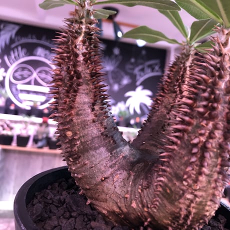 packypodium  horombense《M size》※現地球発根済み株‼︎ ※bronzeよりのmad質な赤肌ホロン‼︎※mad black pot植え
