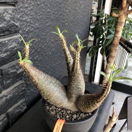packypodium  gracilius《L size》希少4分頭株※現地球発根済株※店主国内管理3年株※極めて美しい肌質と最高樹形balance‼︎※mad black bowl pot植え