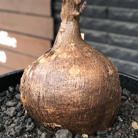 euphorbia hedyotoides《L size》球体大株※現地球株発根済※中々出会えないほど丸み強き塊根と良き枝振りが堪らない美しい一株‼︎※black pot植え