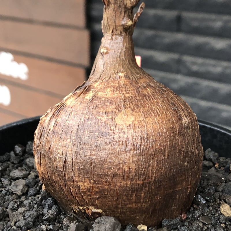 euphorbia hedyotoides《L size》球体大株※現地球株発根済※中々出会え