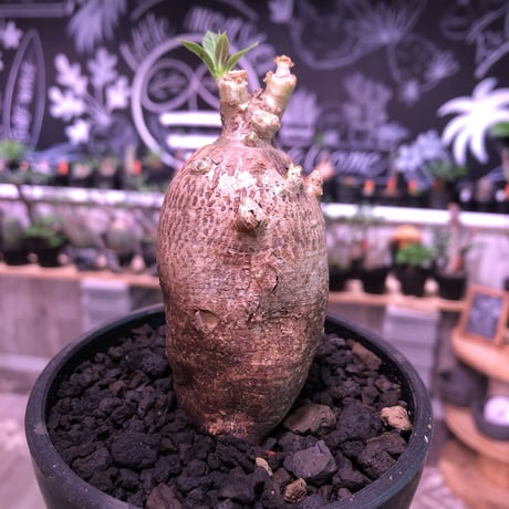 packypodium bispinosum 《S size》※ぼってりと卵樹形の可愛い一株‼︎※mad black bowl pot植え