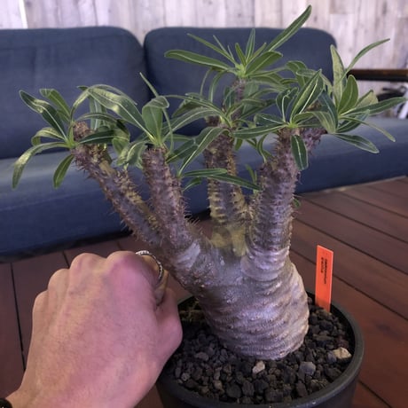 packypodium  gracilius《M size》※現地球発根済み株‼︎  （限定1株）筋筋とボコボコを主張する枝振り激しいwildグラキ‼︎ ※mad black pot植え