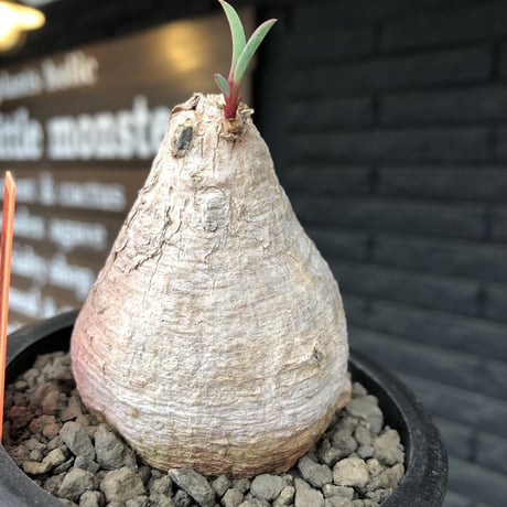 euphorbia  trichadenia《大きめ M size》※現地球発根後店主国内管理5年株※ぼってり良樹形に美しい白肌と葉が堪らないオススメな一株※mad black pot植え