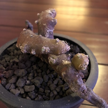 sarcocaulon   multifidum《M size》※枝ぶりbalance良き冬の人気者※mad  black  pot植え
