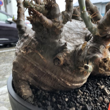 packypodium  saundersii《XL  size》現地球発根済株※店主国内管理6年株※big monster‼️年代物wild木質化驚愕株‼︎※mad black bowl pot植え