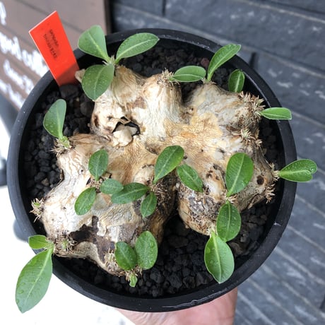 pachypodium brevicaule恵比寿笑い《大きめM size》※現地球発根後店主国内管理3年株※手乗り丁度良きサイズ感‼︎威勢よく展開中🌱※mad black pot植え