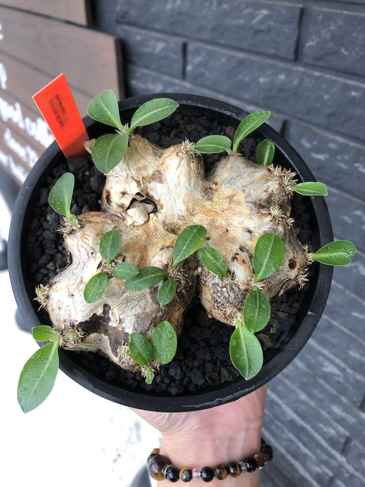 pachypodium brevicaule恵比寿笑い《大きめM size》※現地球発根後店主...