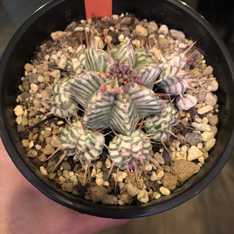 euphorbia   meloformis 錦《ゼブラ》激オススメ‼︎M size