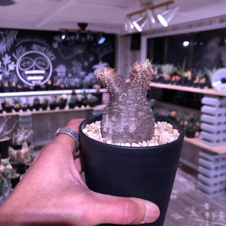 packypodium    gracilius《S S size》現地球 未発根