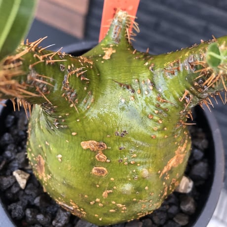pachypodium  gracilius《M size》驚愕‼︎激希少株※現地球発根後店主国内管理2年株※greenを通り越したヤバすぎる渾身の一期一会株※mad black pot植え