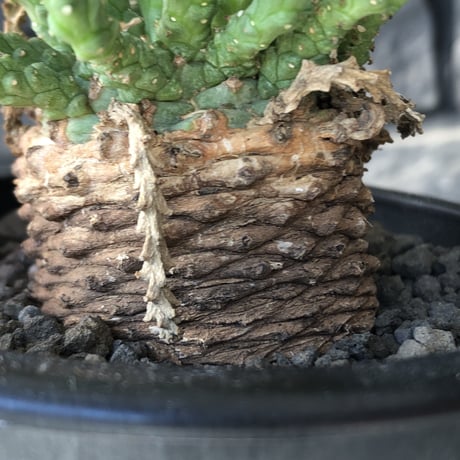 euphorbia gorgonis《M size》※現地球発根後店主国内管理3年株※人気🐙タコもの‼︎美多肉質葉&木質wild塊根の二面性が魅力※mad  black  pot植え