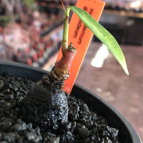 monadenium discoideum《M size 》※現地球発根後店主国内管理2年株※激希少種‼︎ツルツルブラック肌&葉とのcontrastも美しすぎる一株※mad black pot植え