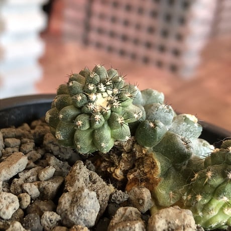 copiapoa   hypogaea《大きめM size》※現地球カキ仔自根株（子株付き）※店主国内管理2年株※良き肌質に優しい黒棘がwild且つ魅力的なヒポガエア※mad black pot植え