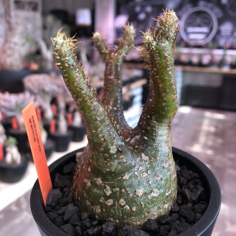 pachypodium  gracilius《小さめM size》※現地球発根済株※店主国内管理3年株※まるでフグの様な柄を持つ丁度良きサイズ感のグラキ※mad black pot植え