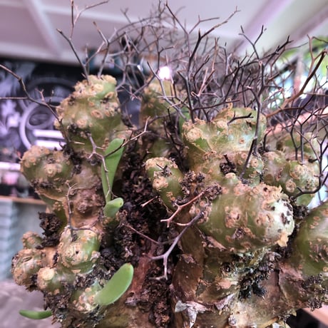 tylecodon    reticulatus《L L size》現地球発根済株※店主国内管理4年株※ヤバいほど太過ぎる株元に網目状な針の装い‼︎impact絶大※mad black pot植え