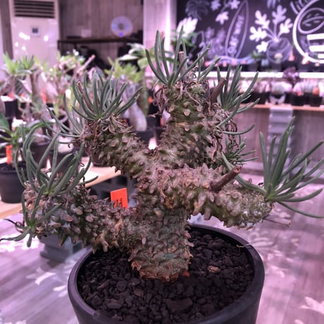 tylecodon  wallichii 和名＝奇峰錦《M size》※この丈で希少性高き激しい枝ぶりwild株‼︎　店主管理4年株　※ mad black pot植え