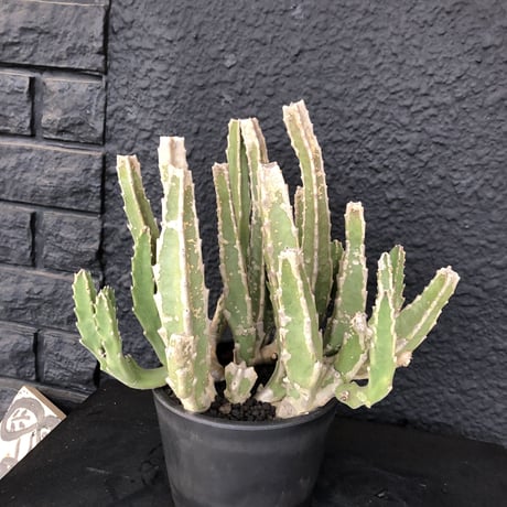 stapelia《L size》