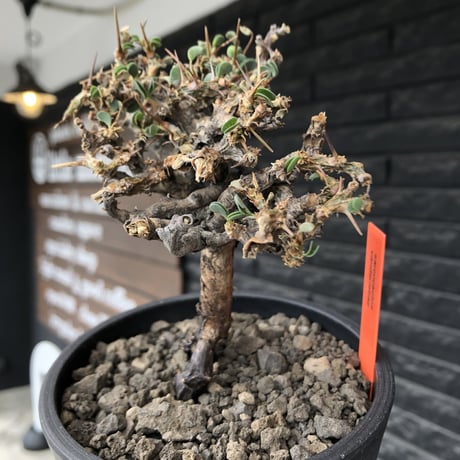 sarcocaulon  vanderietiae《M size》※現地球発根後店主国内管理3年株※希少春秋型種‼︎コンパクトで幹上がり仕立ての一株※mad black pot植え