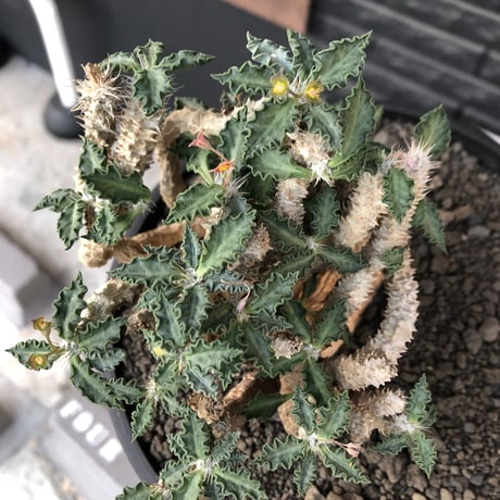 euphorbia tulearensis《 LL size》大株※現地球発根後店主国内管理4年株※驚愕‼︎希少性激高塊根ユーフォルビア‼︎big塊根&半端なき枝振り※shallow pot植え