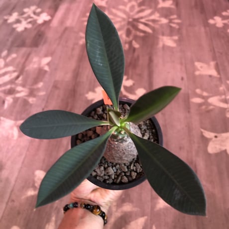 euphorbia   pachypodioides《M size 》※ボコボコ肌にぼってり樹形‼︎葉の表がグリーンで葉裏と開花時の花が紫な魅力的で昨今希少な一株※mad black pot植え