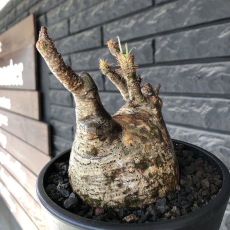 pachypodium gracilius《L size》※現地球発根後店主国内管理5年株※ぼってり良樹形な両A面‼︎選抜グラキ※mad black pot植え