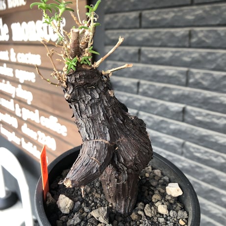mestoklema tuberosum《大きめM size》※現地球発根後店主国内管理5年株※味深き表皮にバランス良く絶妙な捻くれ樹形の冬動く希少灌木※mad black pot植え