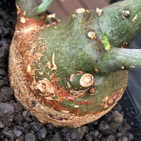 adenia spinosa《M size》球体可愛すぎる一株※現地球発根後店主国内管理3年株※まん丸低重心樹形に肌カラーが可愛すぎて堪らない※mad black pot植え