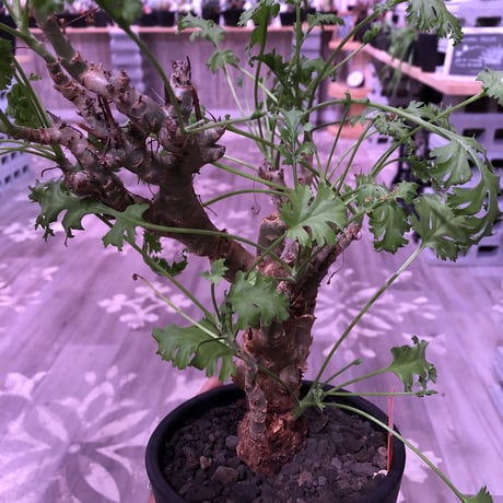 pelargonium   crithmifolium《L size》枝だけでなく、塊根部分も年々ボコボコと大きくなっていくのが楽しみな１株‼︎  ※mad black pot植え