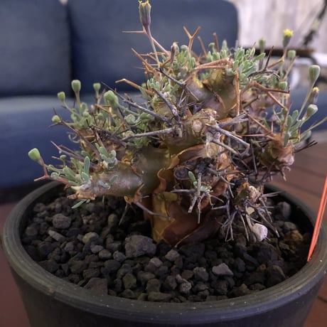 othonna   euphorbioides《M  size》mad black pot植え　極太幹&極美株‼︎  店主管理４年株