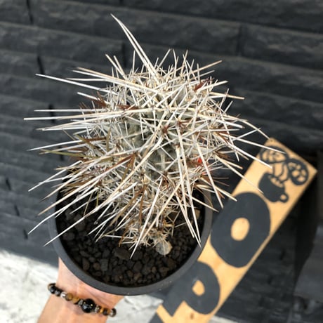 didierea  madagascariensis《M size》Ｗ-he'd株（二分頭）※激希少株※シルバーの棘に覆われたイカした奴　※mad  black  pot植え