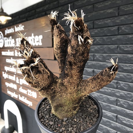 xerophyta  trichophylla《S size》※現地球発根済株※驚愕強靭株※枝振り良くスマートなweightもlow‼︎かわいい小振りサイズ※mad black pot植え
