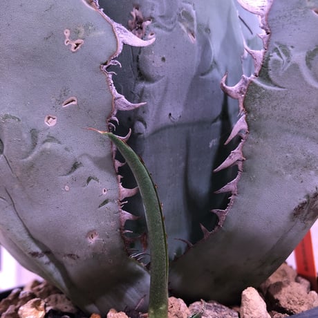 agave      titanota