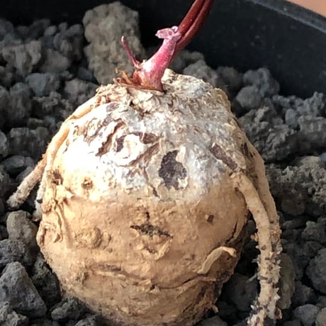 eriospermum cooperi《L size》驚愕‼︎冬型激希少種大株※現地球株発根済※年代物且つ未だに球体感強き大株であり美しい葉も魅力な一株※black bowl pot植え