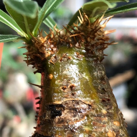 pachypodium gracilius《大きめS size》※現地球株発根済※激希少green＆red2色持ちに現地焼けも相まったサイズ感以上の存在感※black bowl pot植え