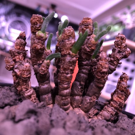 monilaria   pisiformis《S  size》※モニラリア属　最上位種　激希少群生株 ※冬型caudex‼︎   ※mad black bowl pot植え