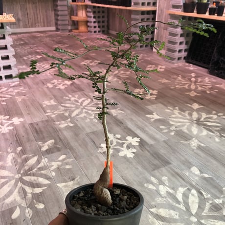 opercullicarya   decaryi《littmon seed 🌱4年株》mad black pot植え
