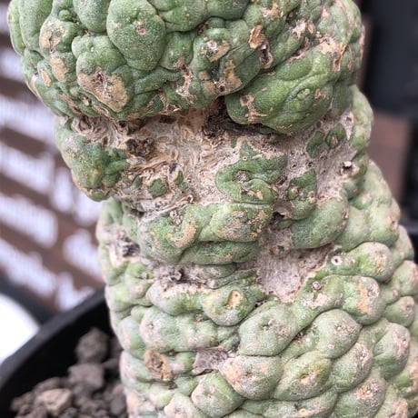 larryleachia cactiformis《 L size》※現地球発根後店主国内管理6年株※驚愕‼︎中々流通なきbigなImpact株‼︎特徴強き人気モノ※mad black pot植え