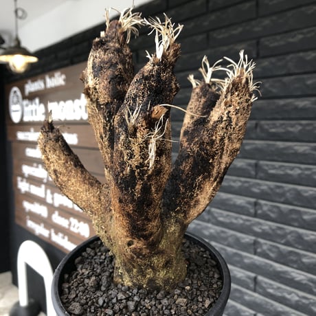 xerophyta  trichophylla《S size》※現地球発根済株※驚愕強靭株※枝振り良くスマートなweightもlow‼︎かわいい小振りサイズ※mad black pot植え