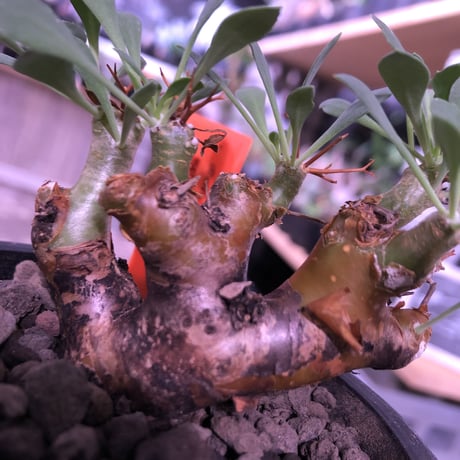 othonna   euphorbioides《大きめS size》※大変balance良き綺麗めオイデス‼︎オススメ株！※mad black pot植え
