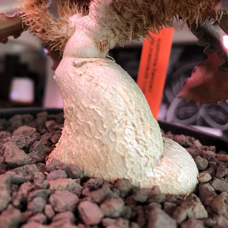 euphorbia francoisii var.crassiccaulis redreef《 L size》※現地球発根済株※店主国内管理6年株※赤葉白肌が堪らない※black bowl pot植え
