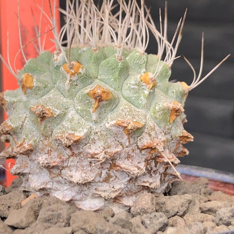 strombocactus 菊水《大きめS size》激希少‼︎現地球発根後店主国内管理4年株※激希少現地球株の上、まん丸球体樹形で堪らない一株※常滑焼陶器鉢植え