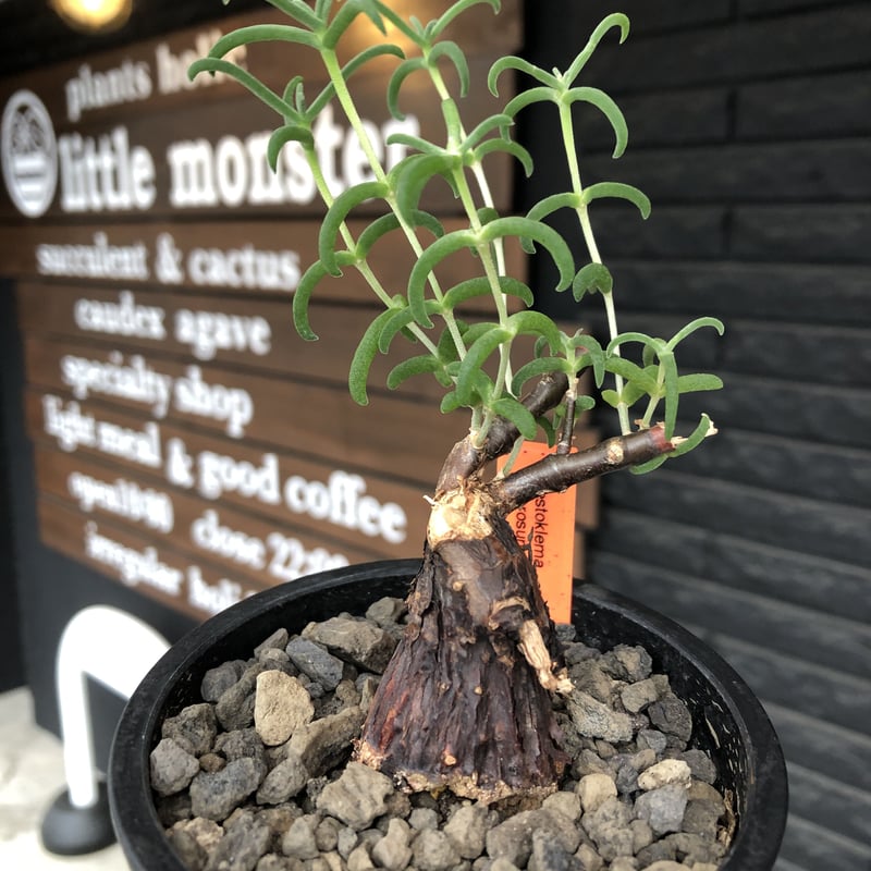 巨大　メストクレマ　ツベローサ　発根済み Amazon.co.jp: 特良樹形 変態激渋系灌木風BONSAI 発根済