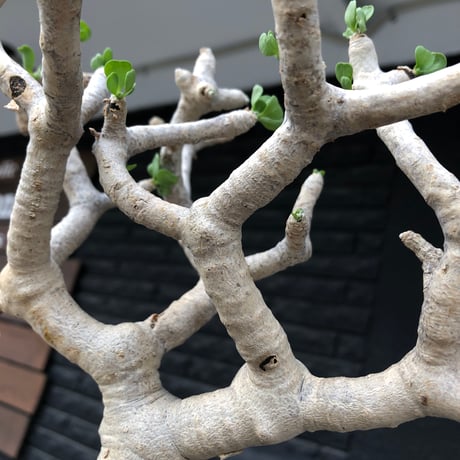 othonna  furcata《 LL size》極白肌良樹形※現地球発根後店主国内管理5年株※極美白肌且つ大きめながら大変枝振りバランスも良き一株※mad black bowl pot植え