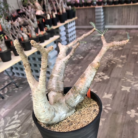 packypodium  cactipes《L L  size》※現地球発根済株‼︎※驚愕価格‼️※大変bigなカクチペス‼︎