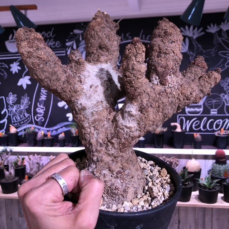 xerophyta   trichophylla《L L size》