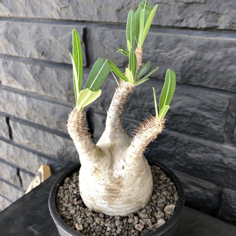 packypodium  gracilius  《大きめM size》 ※現地球  発根済み株   mad black pot植え  白く！丸い！