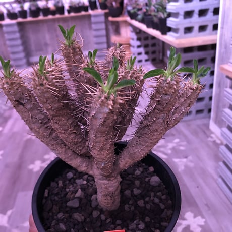 euphorbia    guillauminiana《M  size》整った枝ぶりbalanceのギラウミ